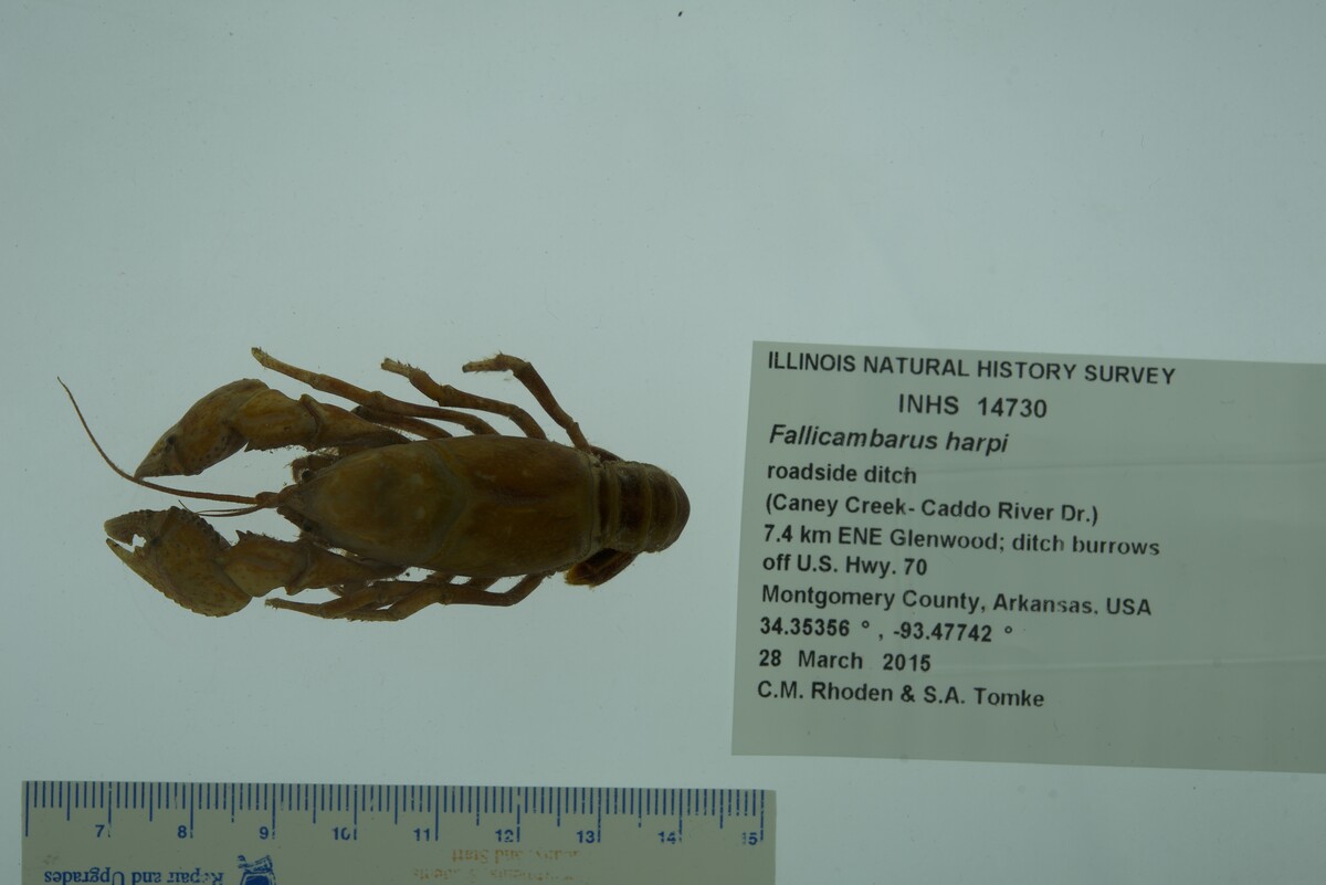 Fallicambarus harpi image
